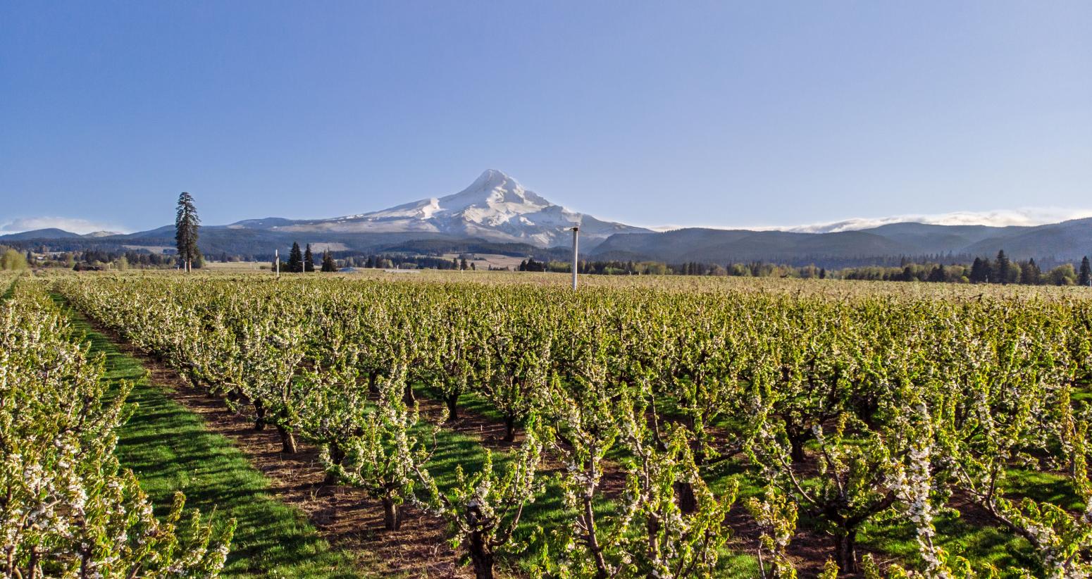 Home Northwest Cherry Growers